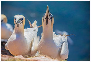 Vögel auf Helgoland